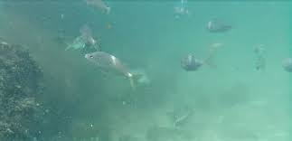 Best state park for snorkeling. First Day Of Snorkeling At St Andrews State Park The Good Men Project