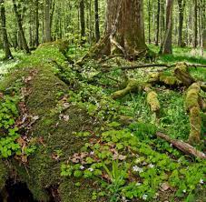 You can choose a trip that will satisfy you fully and we're ready to help you. Bialowieza Nationalpark Europas Letzter Echter Urwald Liegt In Polen Welt