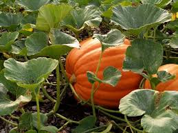 They produce only male flowers. It S Time For Pumpkins