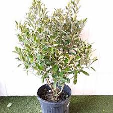 Image result for Capparis citrifolia