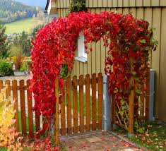 Es bedarf nicht unbedingt eines weinbauklimas mit schließlich sind schon die trauben aus eigenem garten etwas besonderes. Wilder Wein Parthenocissus Quinquefolia Gunstig Online Kaufen