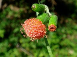 Image result for Crassocephalum crepidioides