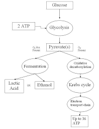 Biochemical Pathway Of Cell Respiration Flow Chart Elegant Atp Synthesis And Cell Photosynthesis And Cellular Respiration Cellular Respiration Cell Respiration
