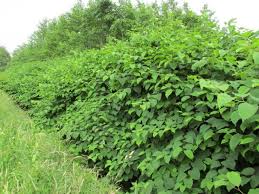 In north america and europe, the species has successfully established itself in numerous habitats, and is classified a. Invasieve Exoten Japanse Duizendknoop Groene Passies