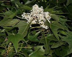 Image result for Aleurites