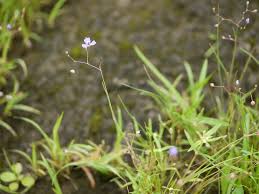 Image result for Murdannia semiteres