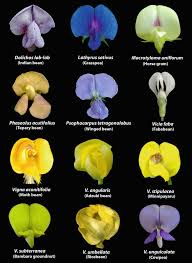 Image result for Dolichos angustifolius