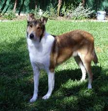 Bliscoli Kennels Rough Collie Smooth Collie Farm Dogs Breeds
