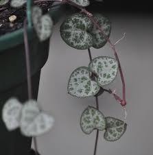 Image result for Ceropegia buchananii