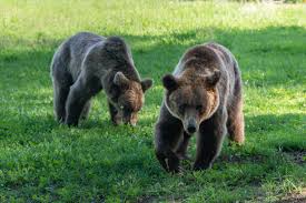 Image result for Lelya