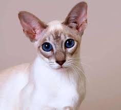 siamskaya koshka s ogromnymi glazami mejn kun siamskie koshki koshki