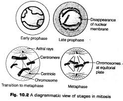 Cell Cycle And Cell Division Class 11 Notes Biology Chapter 10 Cbse Tuts In cells without a nucleus (prokaryotic), the cell cycle occurs via a process termed binary fission.