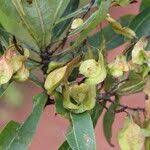 Image result for Terminalia brachystemma