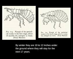 Cicada coloring page from cicada category. Cicadas Lloyd Library