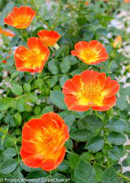 Maybe you would like to learn more about one of these? Oso Easy Hot Paprika Rose Very Hardy Proven Winners 4 Pot Hirt S Gardens