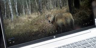 Danielle campbell nackt Denise Richards Demi Rose Davina