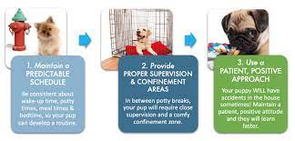 Best Way To Potty Train A Dog Or Puppy At Home Dog Dwell