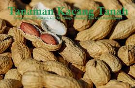 Maybe you would like to learn more about one of these? Kacang Tanah Klasifikasi Ciri Morfologi Manfaat Dan Cara Budidaya Dosenpertanian Com