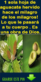 Pin On Plantas Medicinales