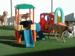 Playful Pooch In Park Hill Dog Daycare Dog Boarding Near Me Luxury Dog