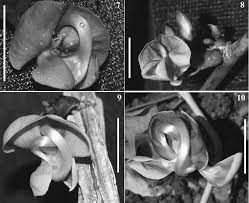 Image result for Macrotyloma daltonii