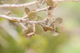 Image result for Cadaba