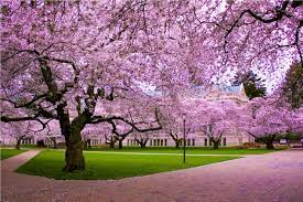 Cherry Blossom Desktop Wallpapers On Wallpaperdog Cherry flowers in small clusters on a cherry tree branch, fading in to white. cherry blossom desktop wallpapers on