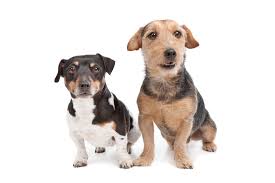 This effective medication is applied to the skin of your pet once a month. Picking A Flea Tick Medication For Your Pet Dr Justine Lee Dr Justine Lee