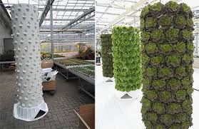Growing Greens In Barrels Instead Of Nft Gutters For Hydroponic Vertical Farms The Major Advantage Vertical Farming Vertical Hydroponics Hydroponic Gardening
