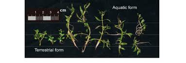 Image result for Elatinaceae