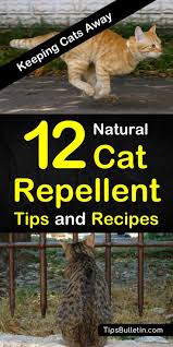 Cat repellent outdoor spray indoor 32 oz 100% organic & natural yard furniture repellant (32). Keeping Cats Away 12 Natural Cat Repellent Tips And Recipes