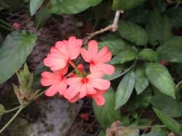 Image result for Crossandra nilotica