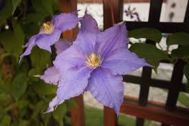 We did not find results for: Zone 3 Clematis Varieties Growing Clematis Vines In Cold Climates