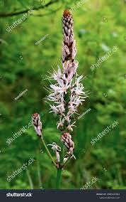 Image result for Asphodelaceae