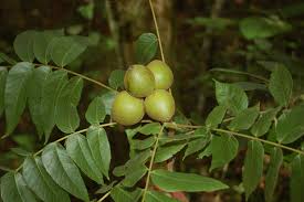Image result for Juglans