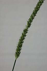 Image result for Setaria parviflora