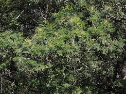 Image result for Acacia mearnsii