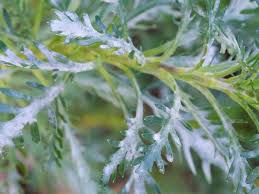 The fungal pathogens thrive when warm, humid days are followed by cool. How To Get Rid Of Powdery Mildew On Plants