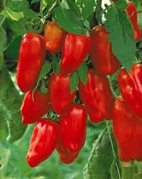 Trucs Pour La Culture De La Tomate Jardin Fruitier Tomates Fruits Exotiques
