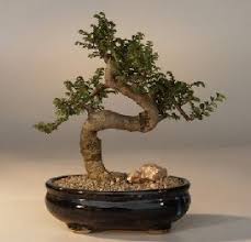 Bonsai Kito Gaya Dan Kriteria Bonsai