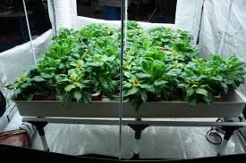 10 Best Grow Tent Reviews Cheap Complete Kits For Diy