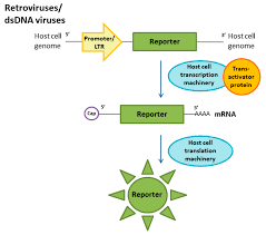 According to the electronic frontier foundation, location information collected. Ijms Free Full Text Cell Cultures For Virology Usability Advantages And Prospects Html