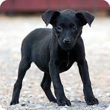 Your the dog flies the helicopter and rescue all of his puppy friends from the cats. Unionville Pa Labrador Retriever Meet Pocket Labs A Pet For Adoption