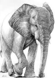 119864 Black White Elephant Decor Laminated Poster Us Elephant Painting Elephant Art Black And White Elephant Painting