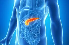 ⬤ what are body parts in english? Pancreas Function Location Diseases Live Science