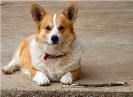 Animal rescue of the rockies. Arkansas Corgis Prince Charming Male Pembroke Welsh Corgi Corgi Funny Corgi Pembroke Welsh Corgi Puppies