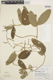 Image result for Teramnus uncinatus