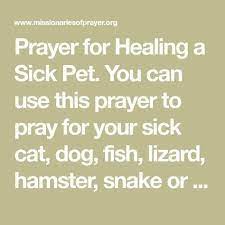 Pin On Lizards