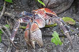 The immediate and jarring plot twist here has me shook austin statesman @ @statesman these crabs can grow up to 3 feet, but did they eat amelia earhart? The Plight Of Raja Ampat S Coconut Crabs Papua Paradise