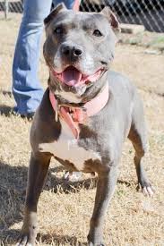 Adopt June On Pitbull Terrier Dog Adoption Pitbulls